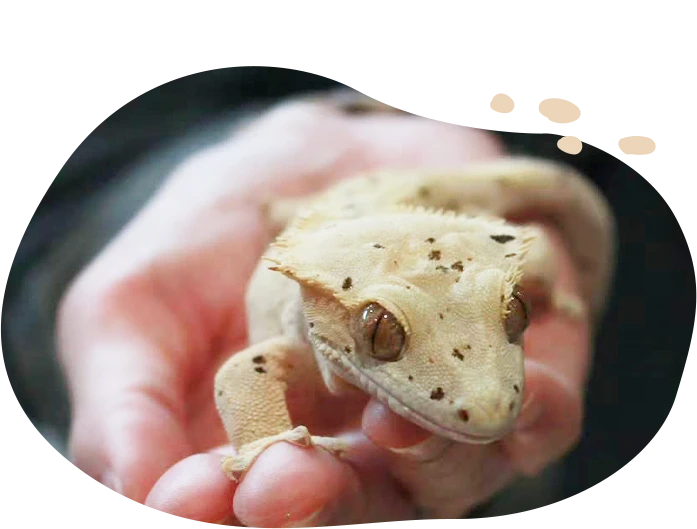 Mi & Geckos 品牌故事