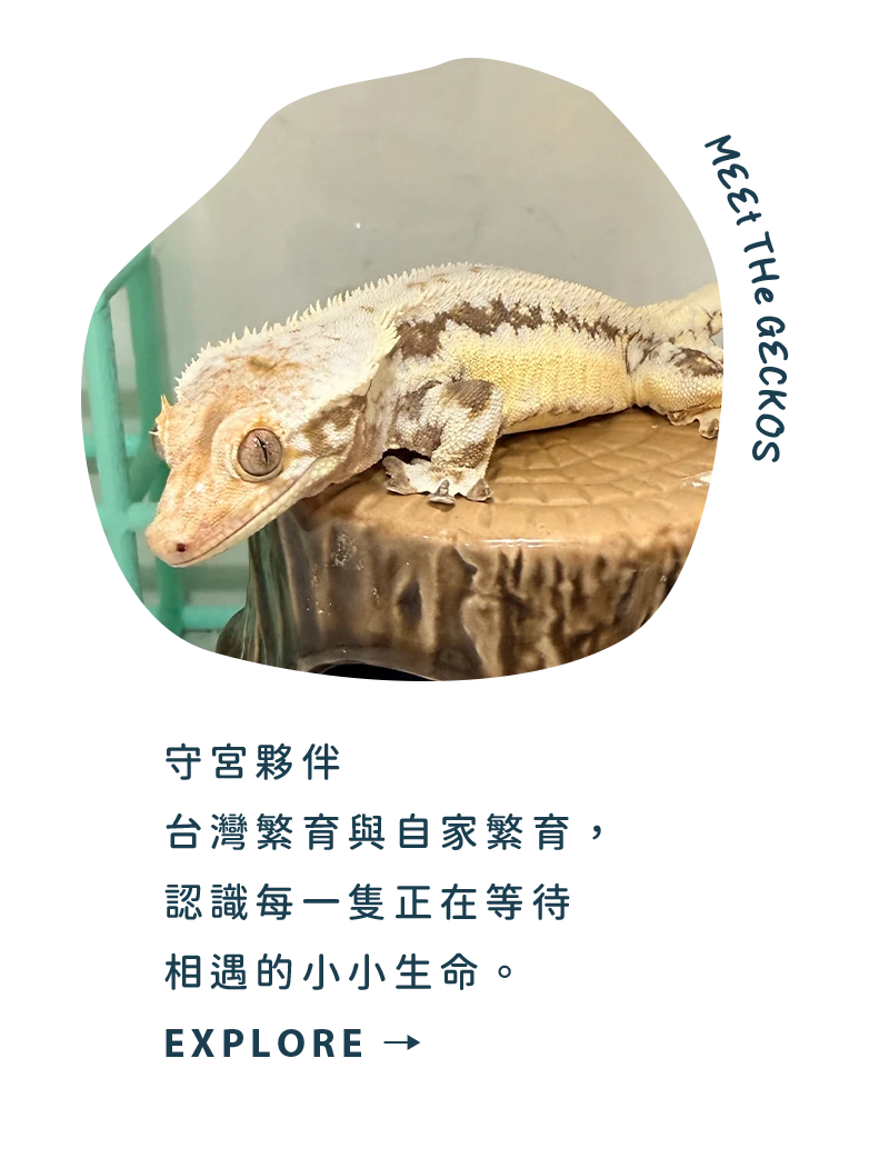 Mi & Geckos Meet the Geckos